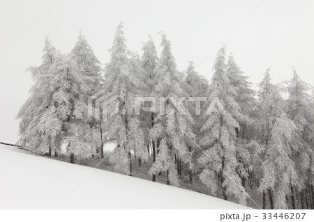 江原道 大関嶺牧場 雪原 33446207