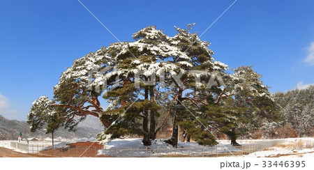 冬 槐山郡 松 33446395