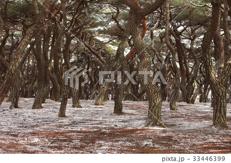 慶北 レース興徳王陵 松 33446399