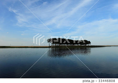 江原道 三陟 松 33446808