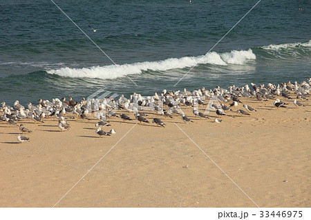 カモメ 江原道 海 33446975