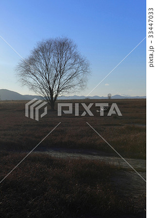 京畿道 キョンギド 木 33447033