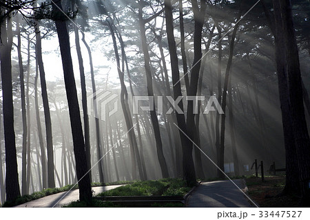 森 霧 安眠島 33447527