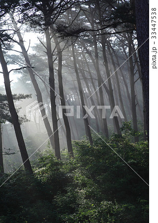 森 安眠島 忠南 33447538