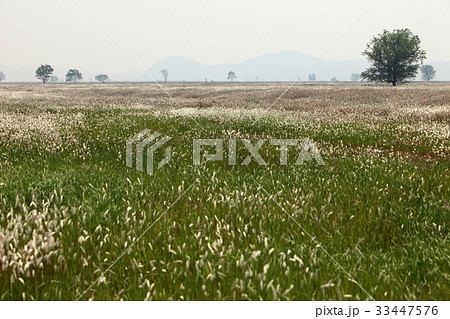 京畿道 キョンギド 帯 33447576