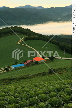 江原道 高冷地 白菜畑 33447653