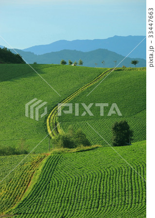 江原道 高冷地 白菜畑 33447663