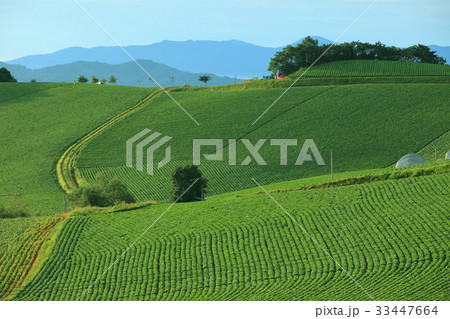 江原道 高冷地 白菜畑 33447664