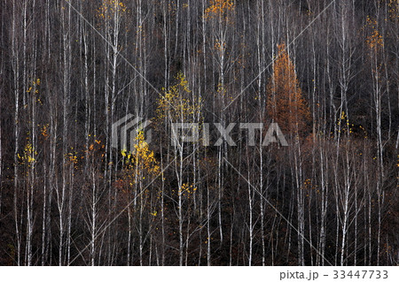 秋 江原道 森 33447733