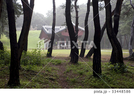 高陽市 コヤンシ 木 33448586