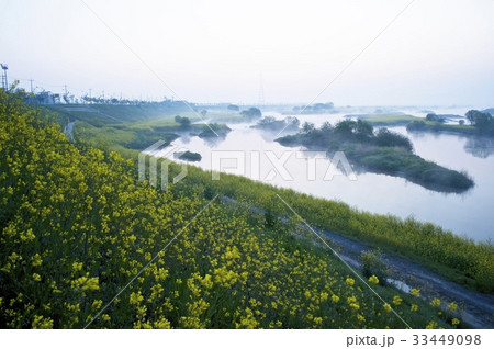 花 羅州市 栄山江 33449098