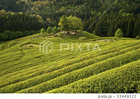 緑茶畑 田畑 宝城郡 33449122