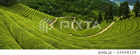 緑茶畑 田畑 宝城郡 33449124