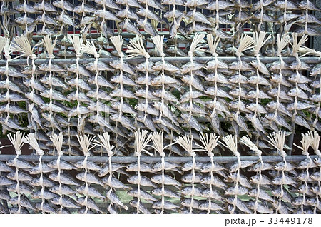 乾燥 イシモチ 霊光郡 33449178