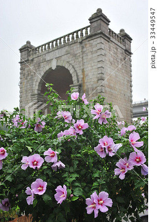 独立門 ムクゲ ソウル 33449547