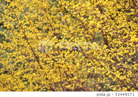 花 サンシュユ ソウル 33449571