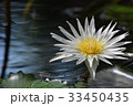 花びらが多い熱帯性睡蓮白 33450435