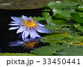 蘂まで水面に映る熱帯性睡蓮 33450441