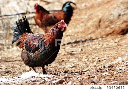 家畜 鶏 フォーカス 33450651