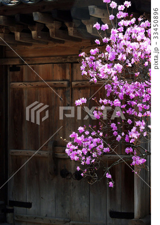 ドア ソウル ツツジ 33450896