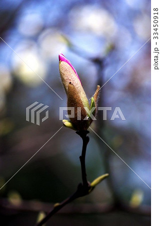 花 芽 マグノリア 33450918