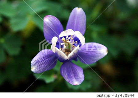 花 オダマキの花 野生の花 33450944
