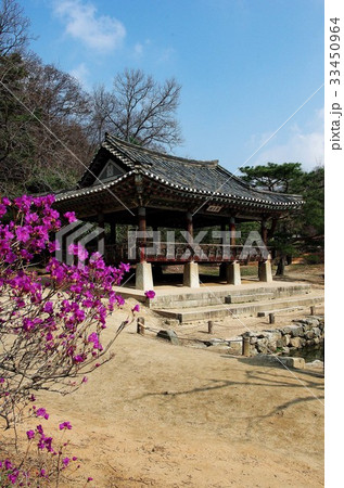 京畿道 キョンギド 花 33450964