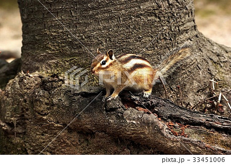 木 リス 草食動物 33451006
