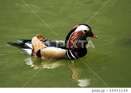 睡眠 池 おしどり 33451134