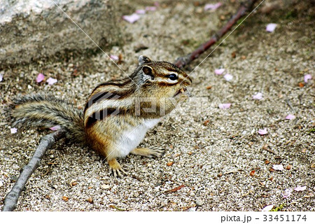 リス 横顔 草食動物 33451174