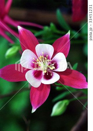 花 オダマキの花 野生の花 33451231