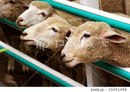家畜 両 私たち 33451499