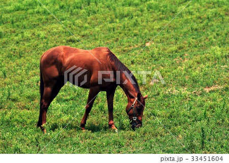 高陽市 コヤンシ 言葉 33451604