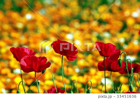 花 フォーカス ケシ 33451636