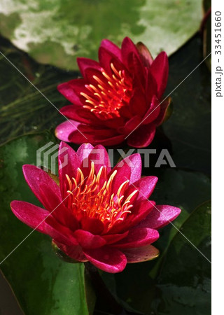 花 赤 修練 33451660