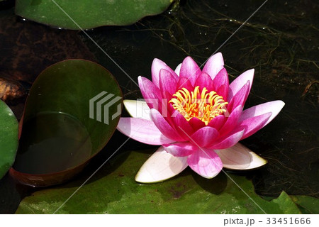 花 ピンク 修練 33451666