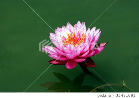 花 ピンク 修練 33451693