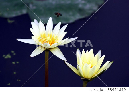 花 修練 池 33451849