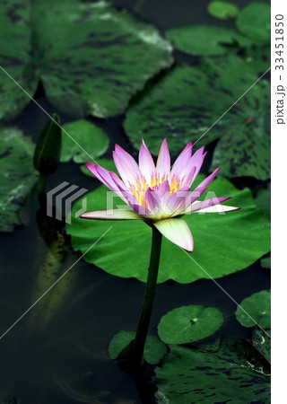 花 修練 植物 33451850