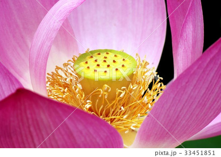 花 花芯 蓮 33451851