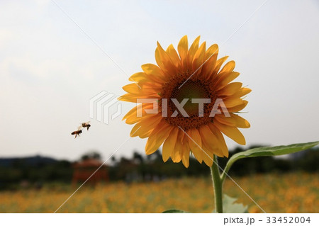 花 羽ばたき 着 33452004