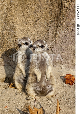 果川市 動物園 ミーアキャット 33452441