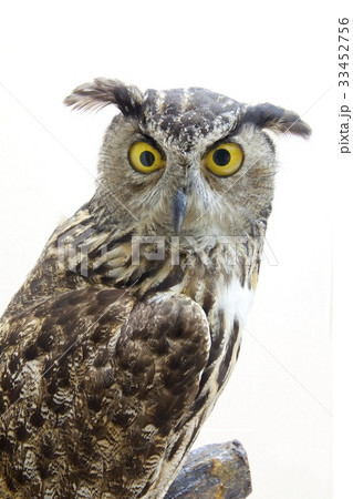 剥製 フクロウ ソウル 33452756