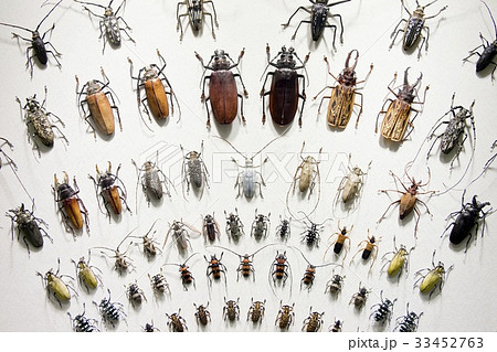 昆虫 剥製 ソウル 33452763