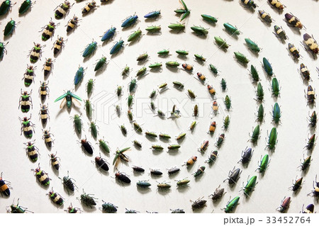 昆虫 剥製 ソウル 33452764