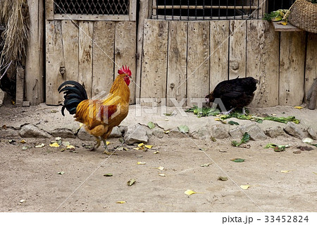 京畿道 キョンギド 庭 33452824