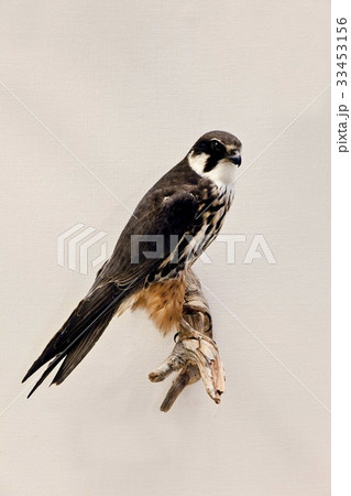 剥製 新しいホリギ 仁川 33453156