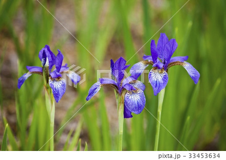 花 見よ あやめ 33453634