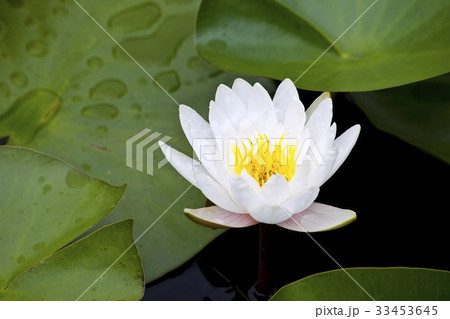 花 修練 池 33453645