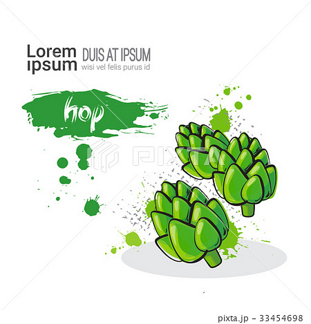 Hop Hand Drawn Watercolor Vegetables On White 33454698